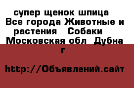 супер щенок шпица - Все города Животные и растения » Собаки   . Московская обл.,Дубна г.